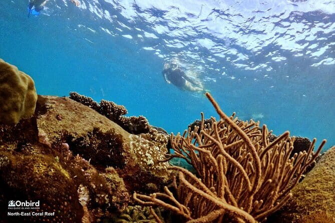 4 Islands & 2 Reefs - Discovery Snorkeling & Relaxing (MAX 12) - Snorkeling at two coral reefs: what you’ll do in the water