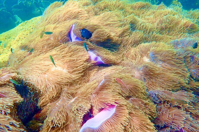 Amazing private snorkeling tour in An Thoi islands by speed boat - Who This Tour Fits Best