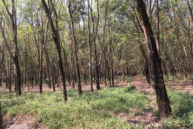 Ben Duoc - Authentic Cu Chi Tunnels Private Tour - If you’re lucky enough to get Tan: pacing that makes it feel private