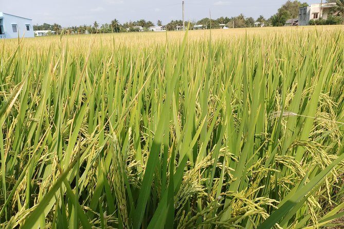 Best Private Tour Cu Chi Tunnels and Mekong Delta Full Day - Who this private tour fits best (and who might want a simpler plan)