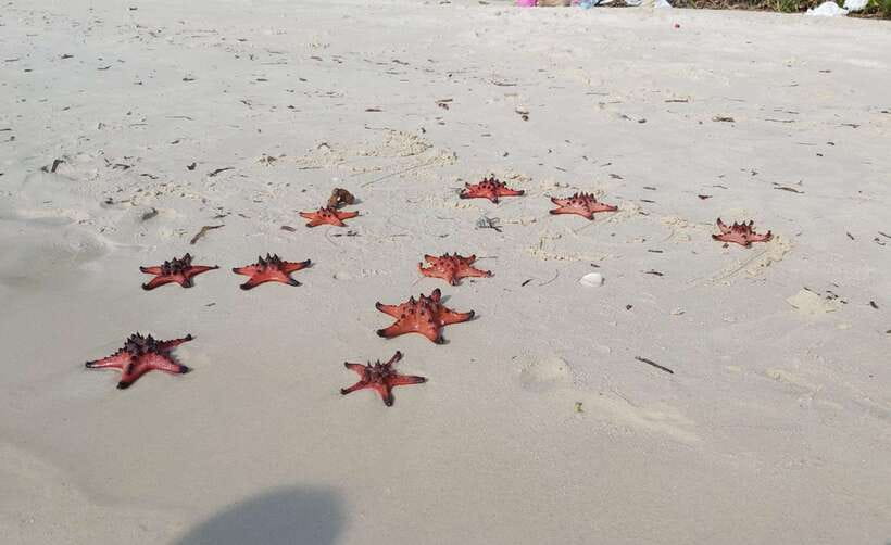 Best Seller Northern Phu Quoc & Kayak Aventure with lunch - Starfish Beach: swimming time with horned sea stars