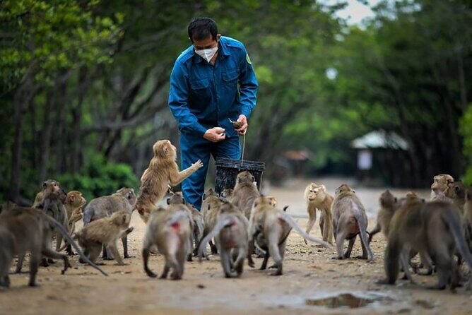 Cần Giờ Eco-Tour with Monkeys, Crocs & War History - Monkey Island and mangroves: seeing long-tailed macaques the right way
