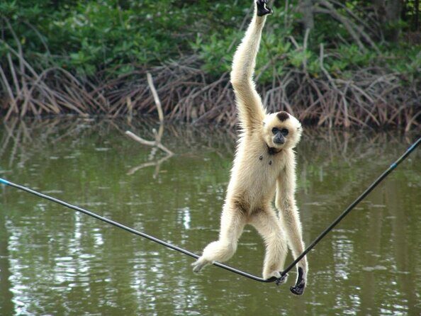 Cần Giờ Eco-Tour with Monkeys, Crocs & War History - Crocodile Farm stop: safe close-up and a realistic expectation