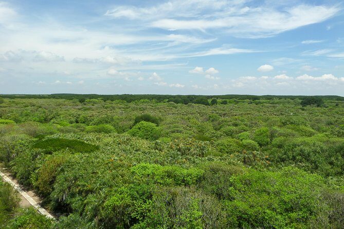 Can Gio Mangrove Eco And Wildlife Discovery Tour - Bird Reserve Stop: Nesting Activity and Careful Watching