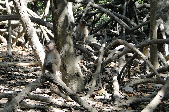 Can Gio Mangrove Eco And Wildlife Discovery Tour - Bat Lagoon: Another Side of the Mangrove Food Web