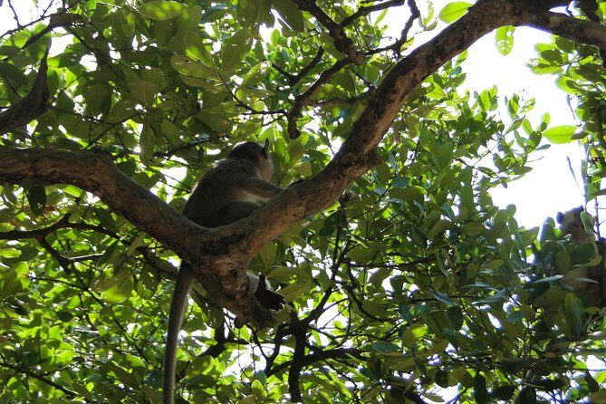 Can Gio Mangrove Eco And Wildlife Discovery Tour - Tang Bong Tower (26 M / 85 Ft): Panoramic Reset Above the Mangroves