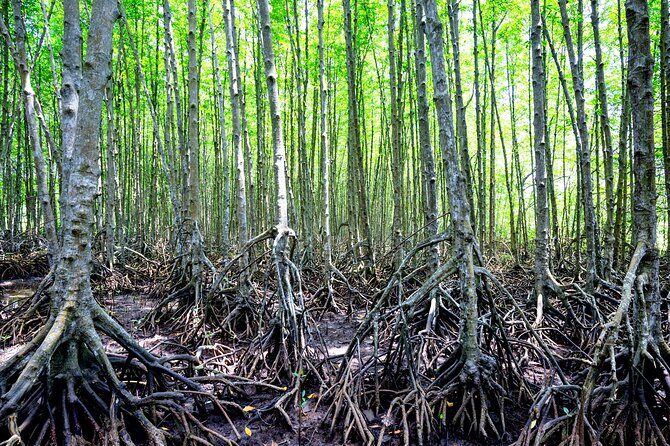 Can Gio Mangrove Forest 1 day tour - The Speed Jungle Boat and the War-Related Base Stop
