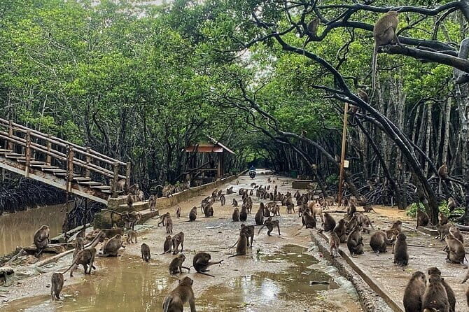 Can Gio Mangrove Forest Island Private Tour From Ho Chi Minh City - Can Gio Biosphere Reserve: why these mangroves survived war and still matter