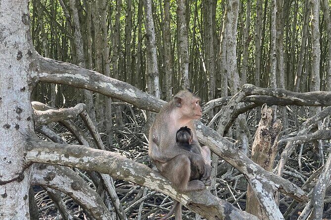 Can Gio Mangroves - Monkey Island by Motorbike and Scooter - Can Gio Mangrove Biosphere Reserve: wildlife in the ecosystem, not a zoo
