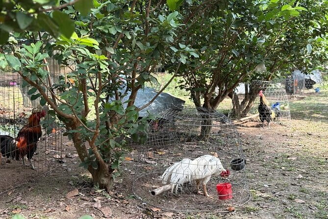 Can Tho Countryside Bike Tour with Fruit Garden Visit - Price and value: what $30 buys you in real time