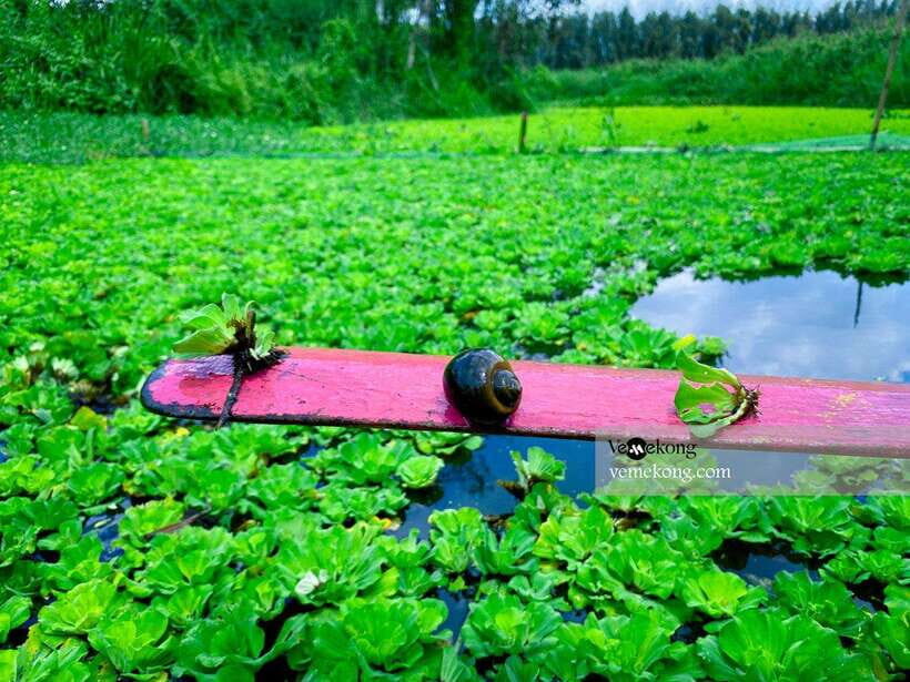 Can Tho: Lung Ngoc Hoang Forest Nature Reserve Half-Day Tour - Getting to Lung Ngoc Hoang from Can Tho without losing your energy