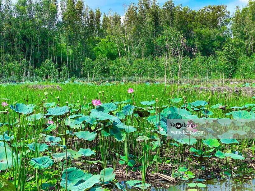 Can Tho: Lung Ngoc Hoang Forest Nature Reserve Half-Day Tour - The forest nature walk: easy paths, smart options