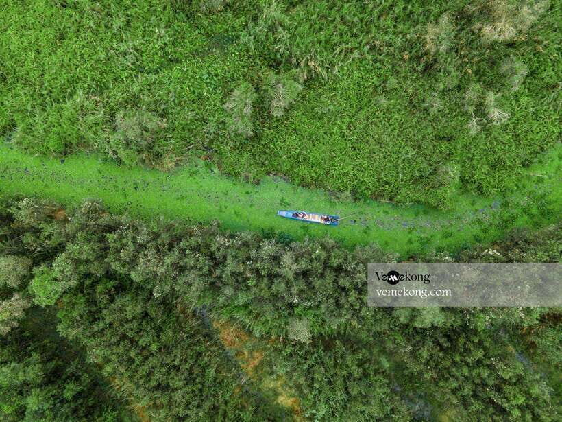 Can Tho: Lung Ngoc Hoang Forest Nature Reserve Half-Day Tour - The giant ficus microcarpa heritage tree: nature with a wartime layer