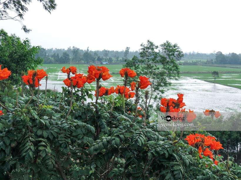 Can Tho: Lung Ngoc Hoang Nature Reserve & Forest Tour - Nature walk on pancake paths: 1.2 km, easy pace, big variety
