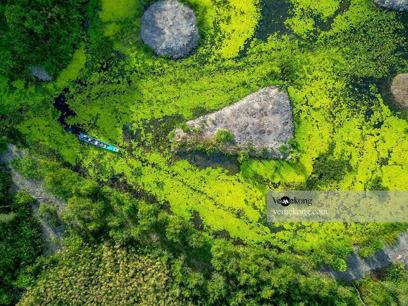 Can Tho: Lung Ngoc Hoang Nature Reserve & Forest Tour - The giant ficus microcarpa: heritage tree plus wartime stories