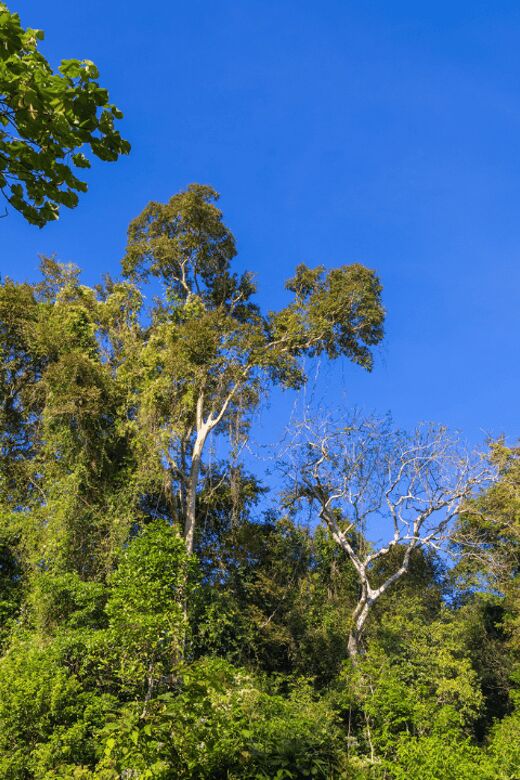 Cat Tien National Park with Crocodile Lake - Key things to know before you go