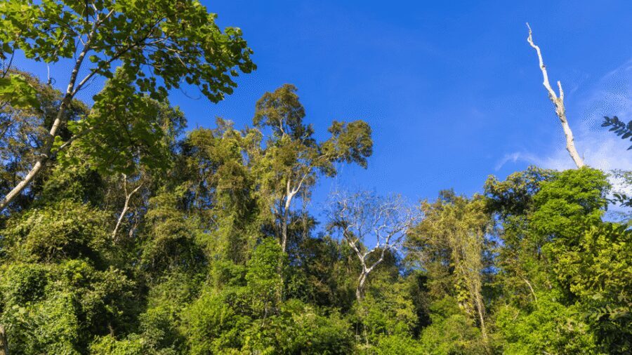 Cat Tien National Park with Crocodile Lake - Cat Tien National Park: Why this trip feels different