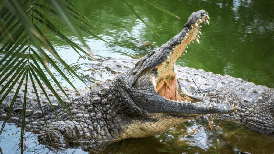 Cat Tien National Park with Crocodile Lake - Crocodile Lake in the morning: when you’ll actually see crocodiles