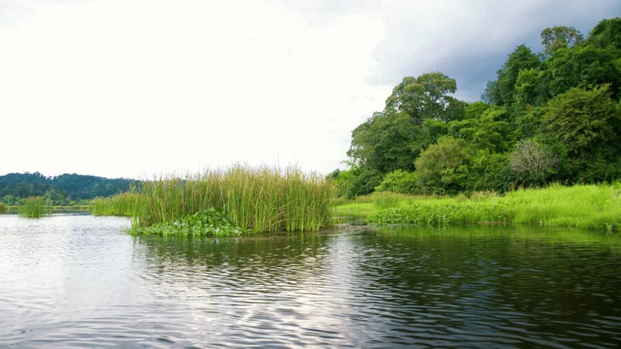 Cat Tien National Park with Crocodile Lake - Wildlife targets at Croc Lake: Siamese crocs, water monitors, and gaurs