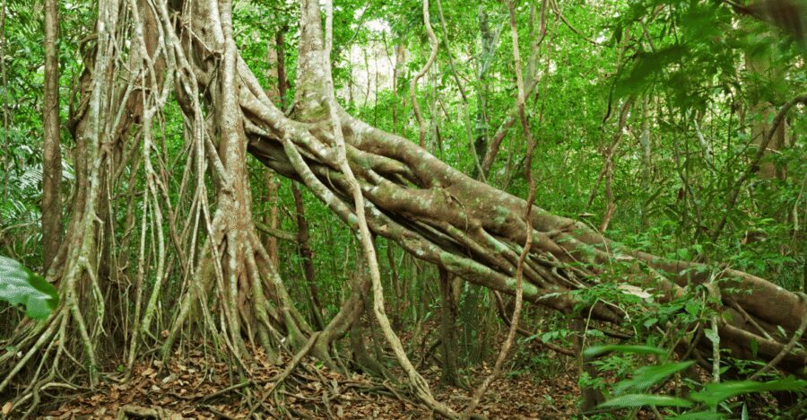 Cat Tien National Park with Crocodile Lake - Price and logistics: does $165 feel fair?