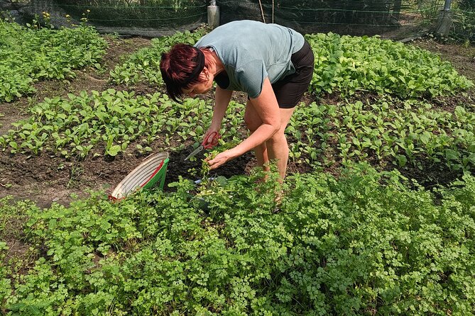 Exploring organic farm & Vietnamese Culinary with Master chef - The Yin-Yang lesson: balancing health and flavor without overthinking