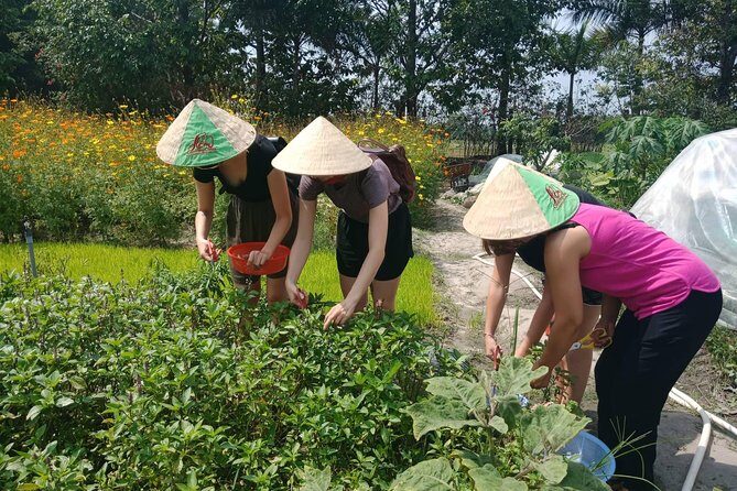 Farm-To-Table Healthy Cooking Class in Ho Chi Minh City - Hotel Pickup and How the Day Flows