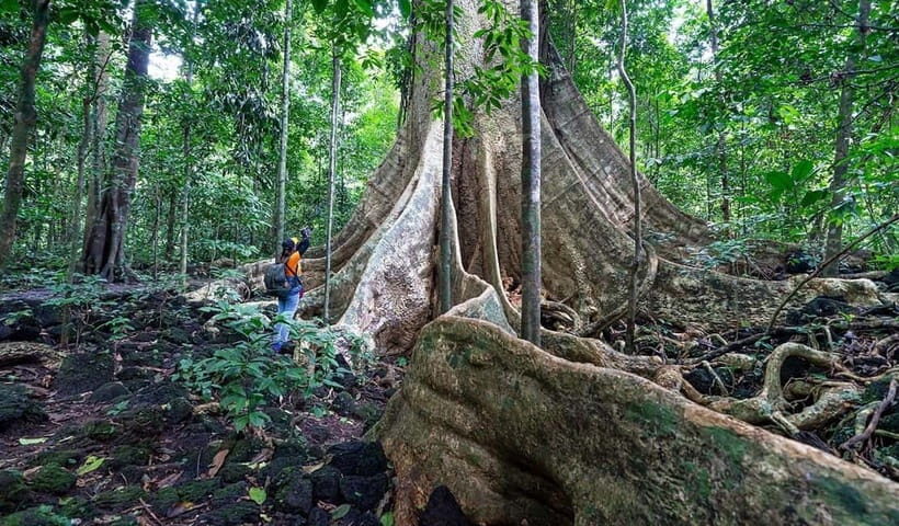 From HCM: Cat Tien Park Jungle Day Trip with Optional 2D1N - Jungle Trek in Cat Tien: Ancient Trees and Ghenh Be Cu