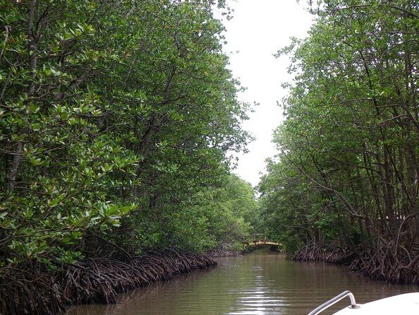 From Ho Chi Minh: Can Gio Trek – Monkey Island & Crocodile Farm - From District pickup to Can Gio: how the day flows