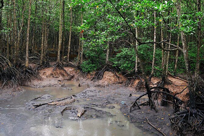 From Ho Chi Minh: Can Gio Trek – Monkey Island & Crocodile Farm - Speedboat option and the Sac Guerrilla add-on: when to pay extra