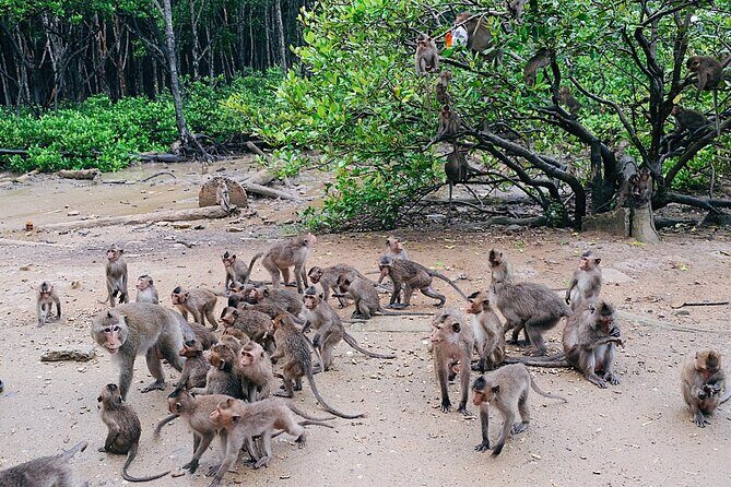 From Ho Chi Minh: Can Gio Trek – Monkey Island & Crocodile Farm - What to bring and what to watch for in mangrove heat