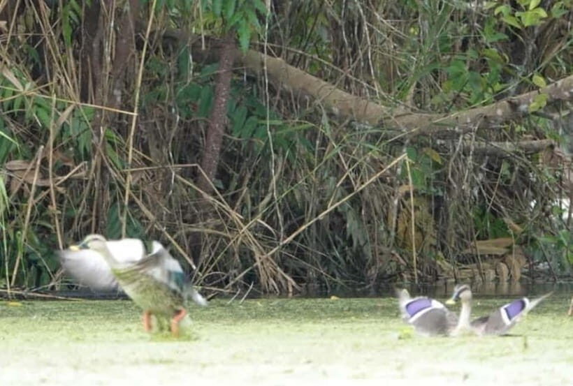 From Ho Chi Minh: Mekong Delta 3-Day Tour with Tra Su Forest - Price and value: is $171 per person a good deal?