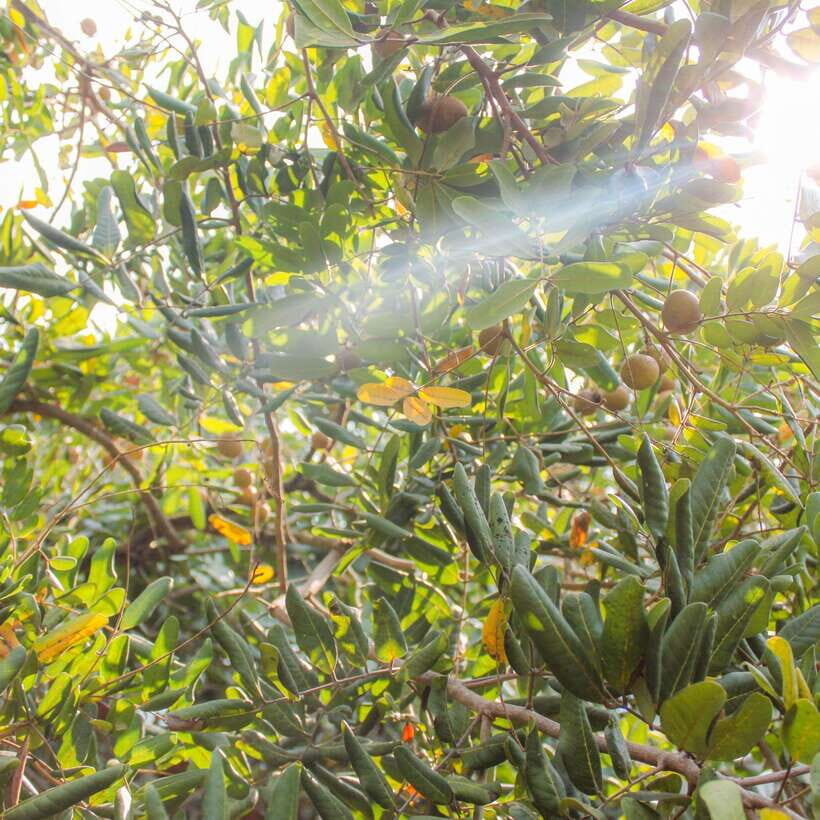 From Ho Chi Minh: Mekong Delta Small Group Day Trip - Value Check: What $29 Includes and Where Your Money Usually Goes