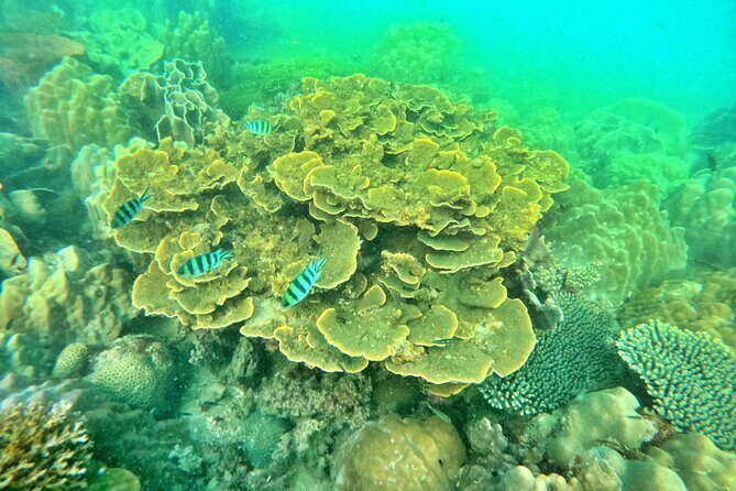 [GROUP] SCUBA DIVING For Beginners in Phu Quoc Island (TRY DIVE) - Key things I’d circle before you book