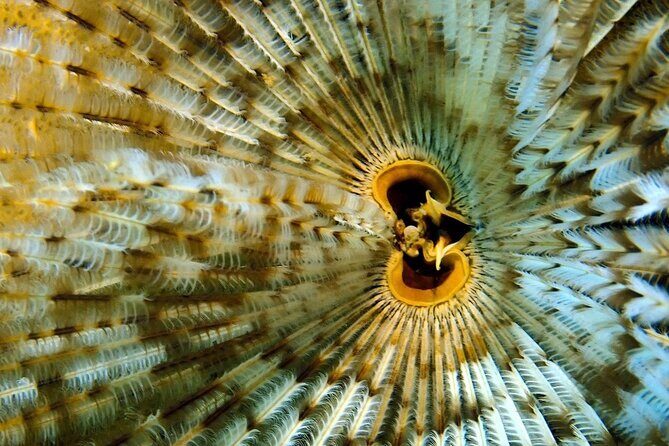 [GROUP] SCUBA DIVING for Certified Divers in Phu Quoc Island - Certified divers start fast, with a clear limit