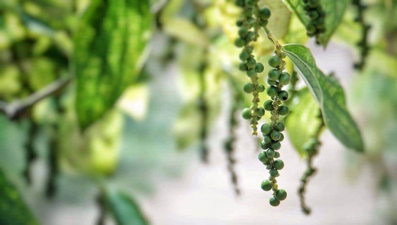 Half-day Phu Quoc Island Experience - Phu Quoc Pepper Farm: From Plant to Famous Spice