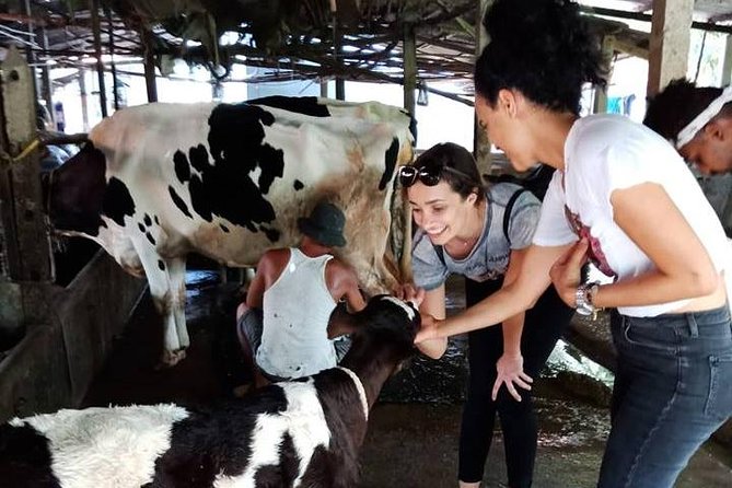 Ho Chi Minh City Full-Day Farm trip with Healthy Cooking Class - What you’ll do on the farm: animals, feeding, and the day’s rhythm