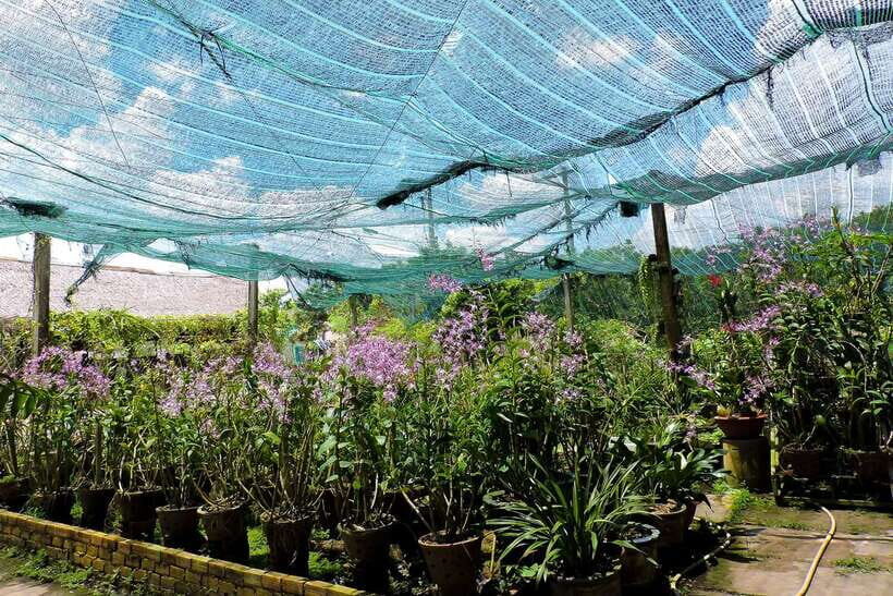 Ho Chi Minh City: Mekong Delta Tour with Sampan Journey - Ben Tre: coconut candy and rice paper in the coconut heartland