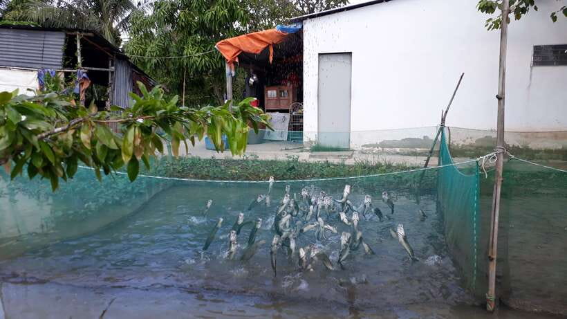 Mekong Day Tour by Car:Cai Be market, Local Island & Cycling - Timing Back to Ho Chi Minh City: Arriving Still Feeling Human
