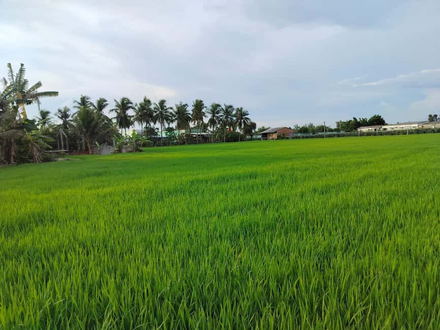 Mekong Day Trip Group 12pax Explore Bicycle & Cooking Class - Why this Mekong day works: local time, not just photo time