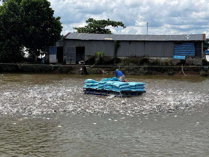 Mekong Delta 4-Day Tour: Ho Chi Minh-Chau Doc-Can Tho-Ca Mau - Day 2: Chau Doc temples, Tra Su cajuput forest on long boats, and Long Xuyen crocodiles