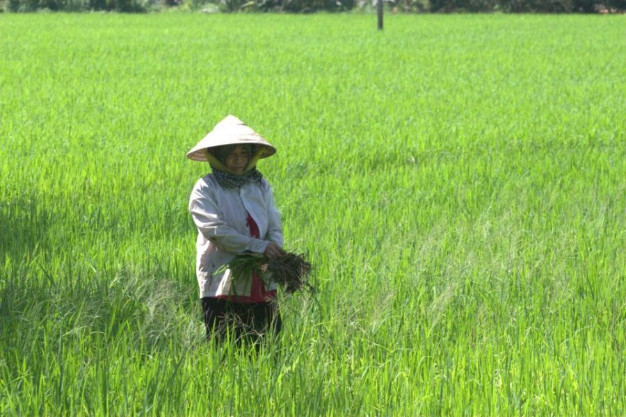 Mekong Delta Private Tour from Ho Chi Minh City - Ben Tre Coconut Kingdom: farms, candy, and rice paper making