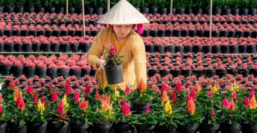 Mekong Delta Tour 2-Day (SaDec – Can Tho - My Tho - Ben Tre) - Mekong Delta in 48 hours: what you’re really signing up for
