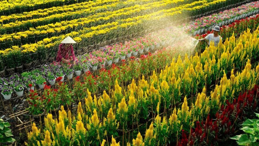 Mekong Delta Tour 2-Day (SaDec – Can Tho - My Tho - Ben Tre) - Day 1: Sa Dec Flower Village, pagodas, and a house with a split personality
