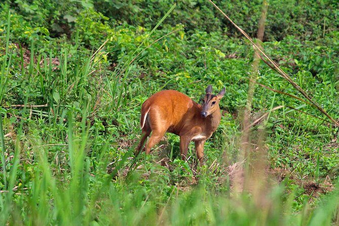 Nam Cat Tien National Park 2-Day Tour with Lodging, Meals.. - Getting out of Ho Chi Minh City fast (and why it matters)
