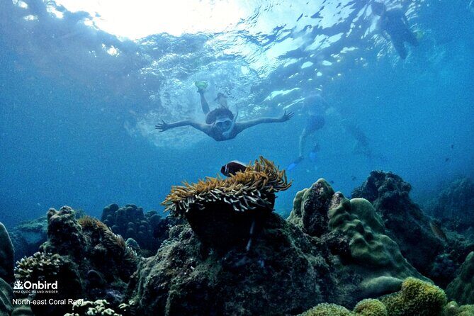 OnBird - PRIVATE ADVENTURE SNORKELING - explore Half-moon reef & Coral Mountain - Private snorkeling in Phu Quoc: what this day is really like
