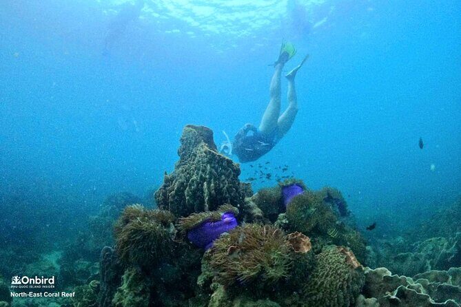 OnBird - PRIVATE ADVENTURE SNORKELING - explore Half-moon reef & Coral Mountain - Coral Mountain: guided snorkeling with a conservation lens