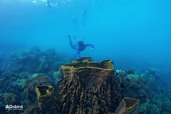 OnBird - PRIVATE ADVENTURE SNORKELING - explore Half-moon reef & Coral Mountain - Value and price: when $160 per person feels fair