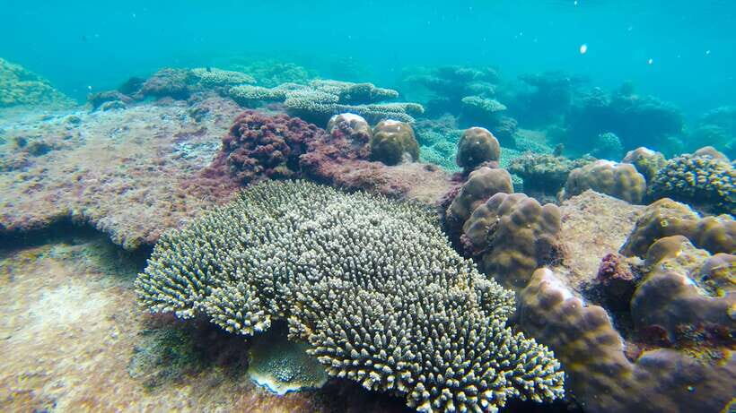 Phu Quoc: 3 Island Tour by Boat with Guide - Price and value: what $31 buys you (and when it doesn’t)