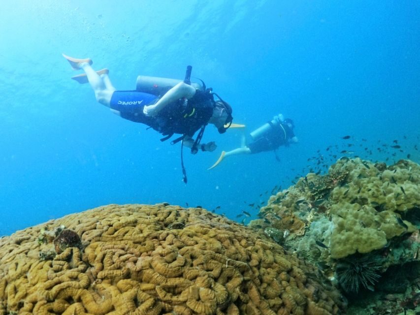 Phu Quoc: Scuba Diving Experience for All Levels - What you’ll actually see: coral reef life and native fish