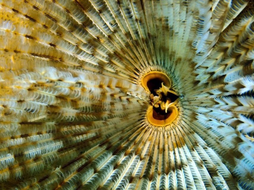 Phu Quoc: Scuba Diving Experience for All Levels - Who this is best for (and who should skip it)